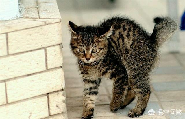 中华狸花猫:中华狸花猫跟名贵的宠物猫差别在哪？ 中华狸花猫多少钱一只