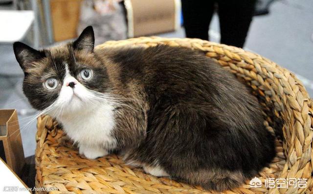 伽菲猫的图片:为什么有些加菲猫比其他的猫贵？
