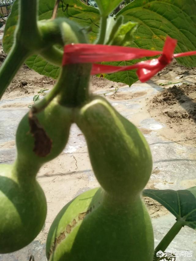 连体双胞胎:连体双胞胎葫芦是怎么长出来的