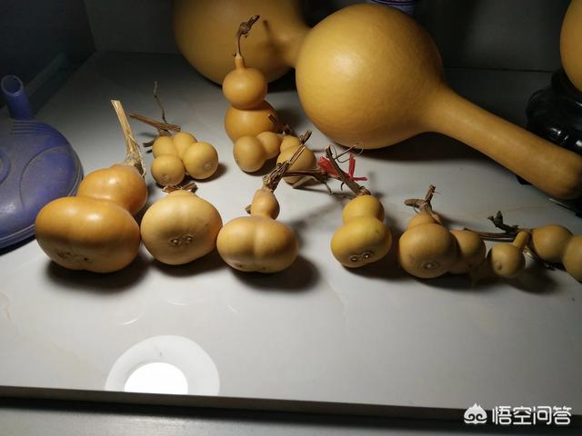 连体双胞胎:连体双胞胎葫芦是怎么长出来的