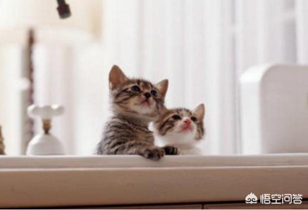 猫咪脾气不好怎么办:猫咪突然变得很狂躁的原因有哪些？
