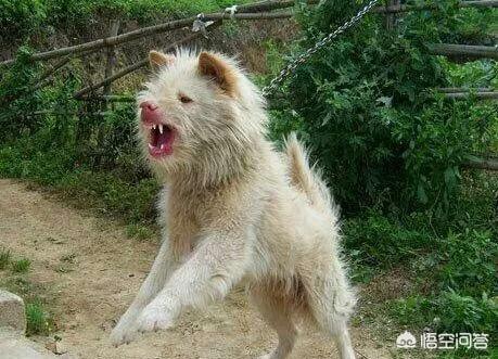 下司犬图片:你认为下司犬打的过牛头梗吗？有何根据？