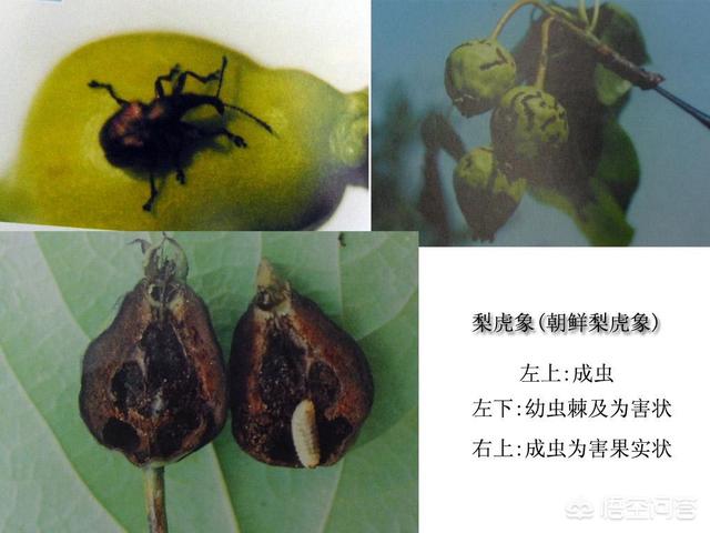 天然除虫菊酯产地:梨树的害虫怎么防制，用什么药？