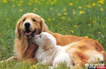 怎样训练金毛犬视频:如何系统性地增强一只金毛犬的战斗力？