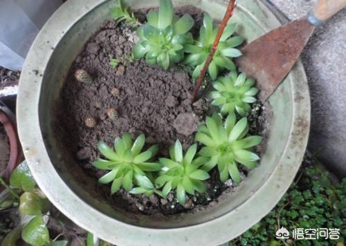 长生草属多肉植物图片:长生草多肉植物图鉴大全 刚插上的观音莲需要浇水吗？多久浇一次水？