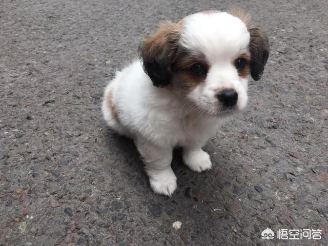 宠物粮:你为你家宠物选择宠物粮的标准是什么？