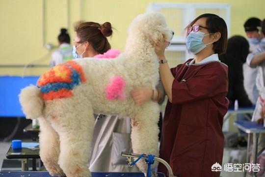 营口宠物美容师吧:营口宠物美容师培训学校 宠物美容师长时间工作，会不会有职业病？