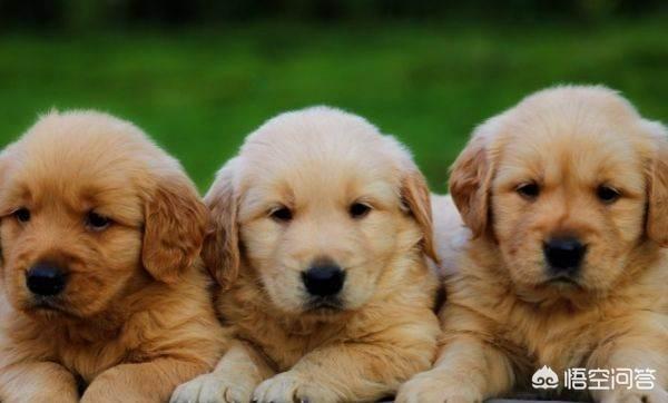 1个月小金毛犬图片:一个多月的小金毛犬一直摇头是怎么回事？