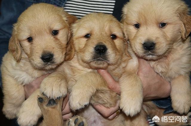 1个月小金毛犬图片:一个多月的小金毛犬一直摇头是怎么回事？