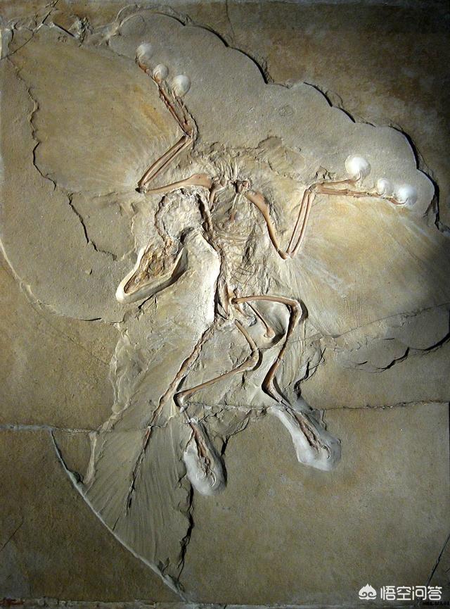始祖鸟原产地在哪，始祖鸟是恐龙还是鸟类划分依据是什么