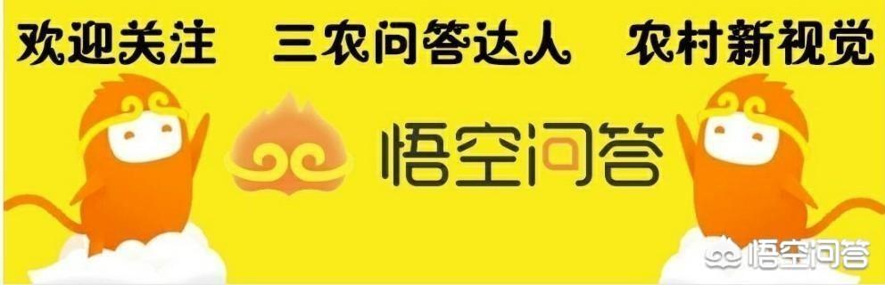兔子种类:什么品种的兔子适合规模化养殖，要怎么养殖？