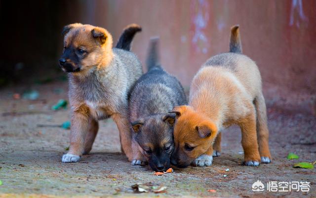 恭喜金帅缘犬舍:怎样判断自己是否能把狗狗养好？