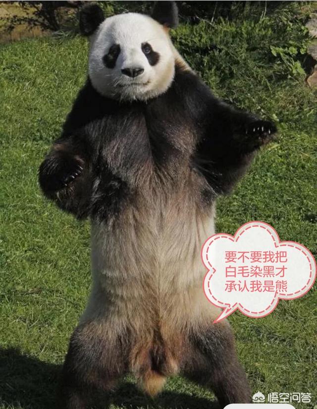 宠物地带藏獒在线论坛:如果藏獒和非洲野狗殊死搏斗，谁更厉害？