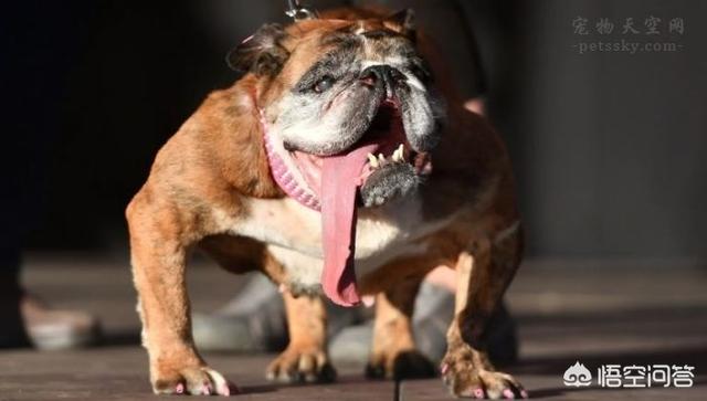 长的最丑的狗狗图片:2018年“世界最丑狗”评选结果出炉，你怎么评价这类比赛？ 丑狗狗图片大全