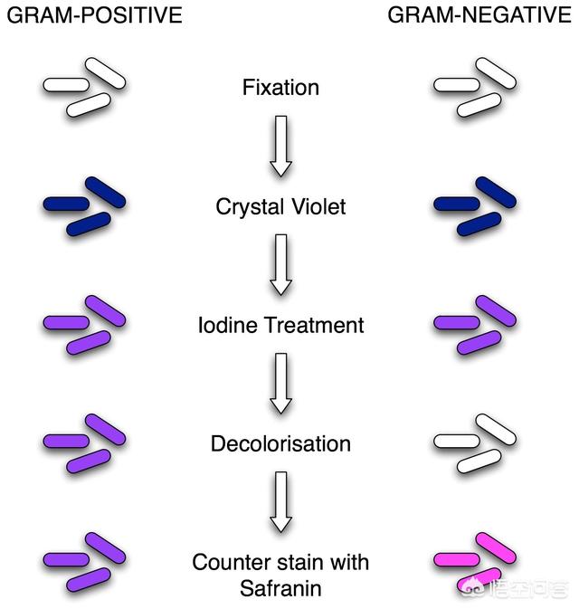 微生物实验之中 革兰氏染色的原理是什么 头条问答