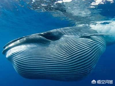 比蓝鲸大的动物有哪些，深海可能存在比蓝鲸还大的生物吗