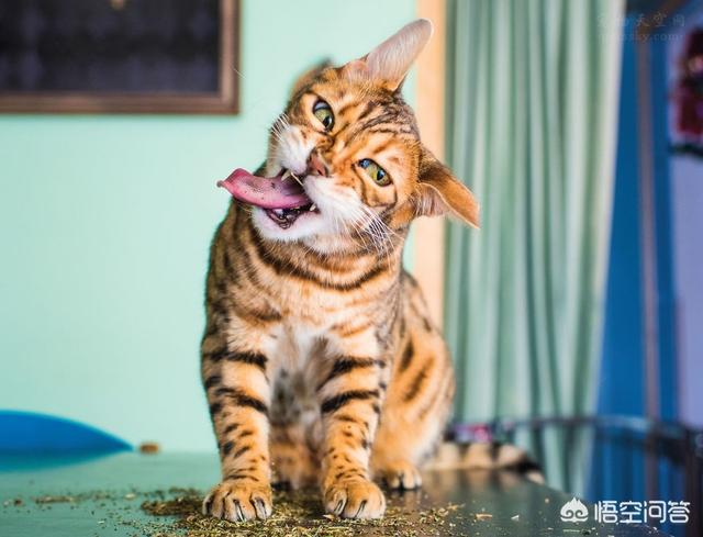 猫薄荷对猫有什么作用,猫薄荷对猫科动物有什么影响？