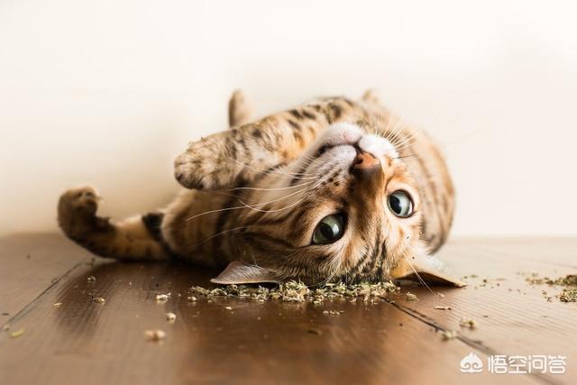 猫薄荷对猫有什么作用,猫薄荷对猫科动物有什么影响？