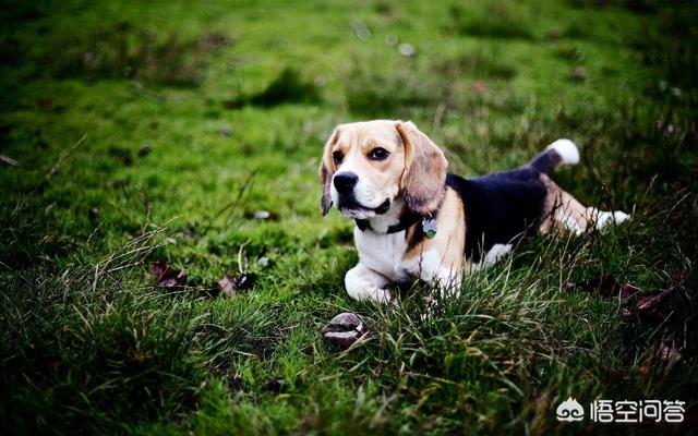 德国寻血猎犬:狗的嗅觉为什么特别灵敏？ 德国寻血猎犬多少钱