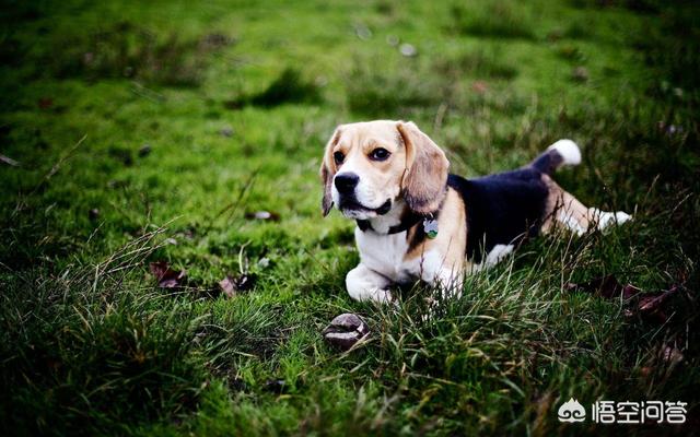 腊肠犬视频介绍:狗的嗅觉为什么特别灵敏？