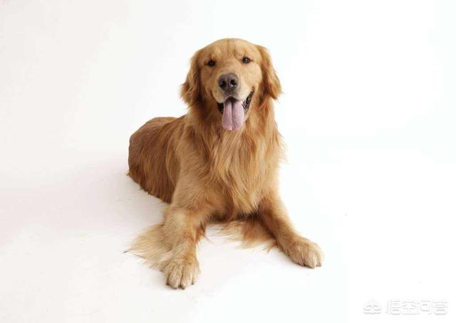 德国寻血猎犬:狗的嗅觉为什么特别灵敏？ 德国寻血猎犬多少钱