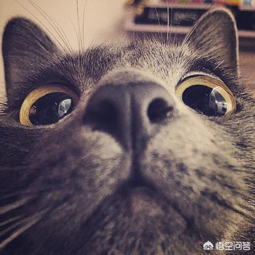 猫眼睛变绿色是什么病:为什么猫的眼睛会一日三变？