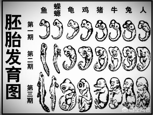 胚胎发育过程图:人体胚胎发育过程是什么样子的？