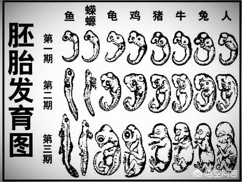 38周胎儿发育情况是啥样的，怀孕38周出生宝宝算足月了吗