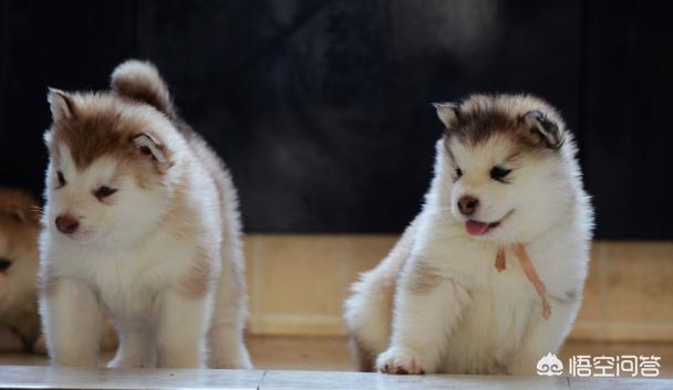 出售阿拉斯加克利凯犬:一只阿拉斯加犬幼崽大概需要多少钱？一个月要花费多少？