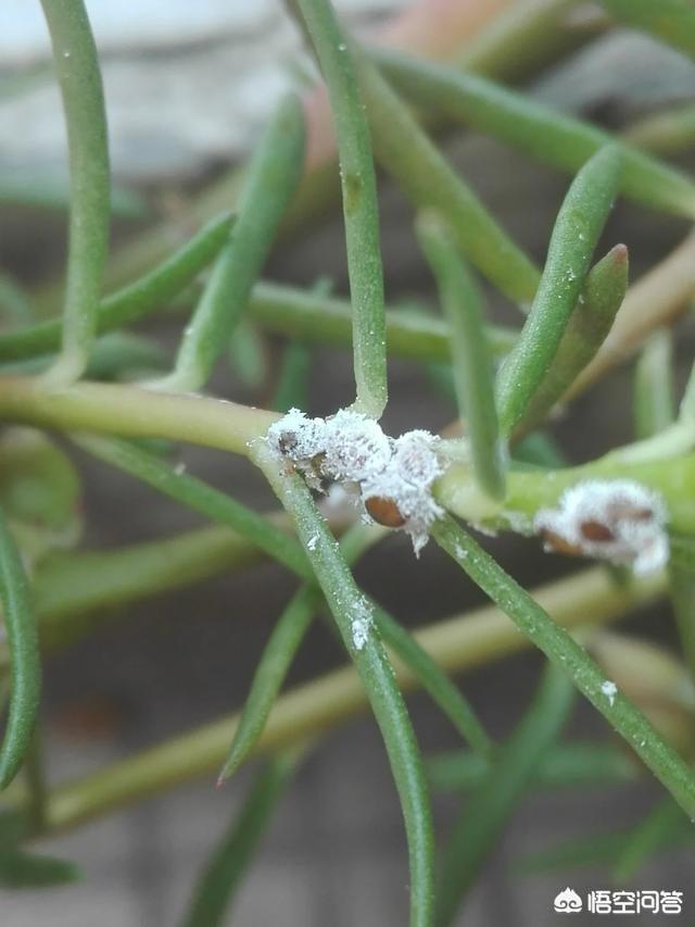 食用醋怎治花上白飞虱，为什么种的菜容易被虫咬一定要撒农药吗