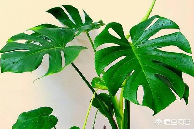 房间里光线不好适合养什么植物？