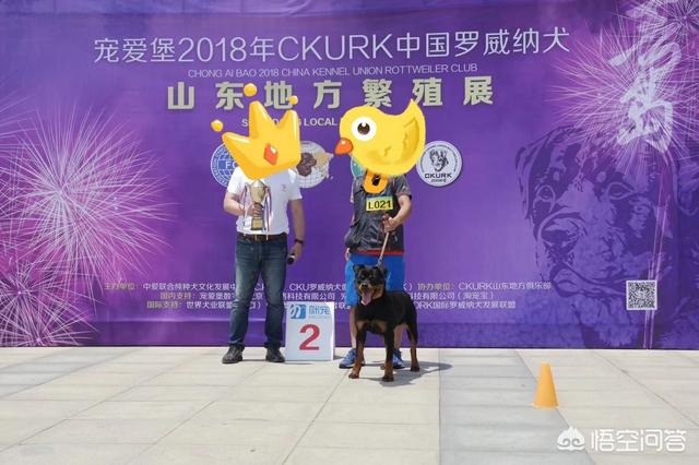 德国笃宾犬帅气:德国杜宾犬介绍 罗威纳和德系杜宾性格哪个对人更稳定？