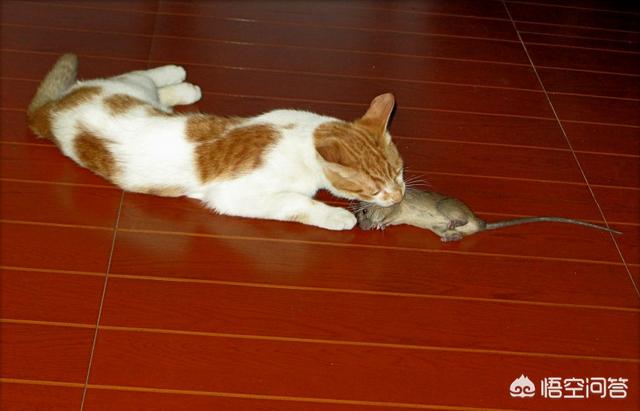 超萌猫猫版打地鼠:宠物猫放到野外能自己捉老鼠吗？ 猫猫打地鼠游戏