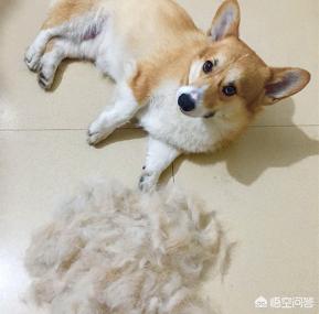 柴犬世界上最丑的狗:柴犬掉毛后会变丑吗？如果变丑了该怎么办？