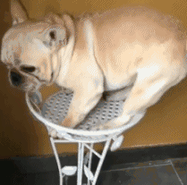 宴安鸩毒的意思:上联：喜鹊错借醋，下联怎么对？