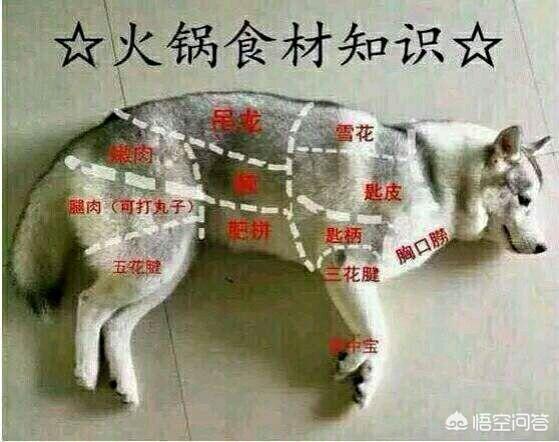 刚看了四川宜宾虐狗门:为什么有的人受不了别人吃狗肉？
