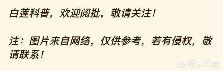 鹦鹉糖糖得抑郁症羽毛拔光:你们能够相信抑郁症是可以从童年就开始吗？