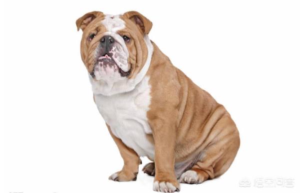 英国斗牛犬吧:为什么养英国斗牛犬的人不多？