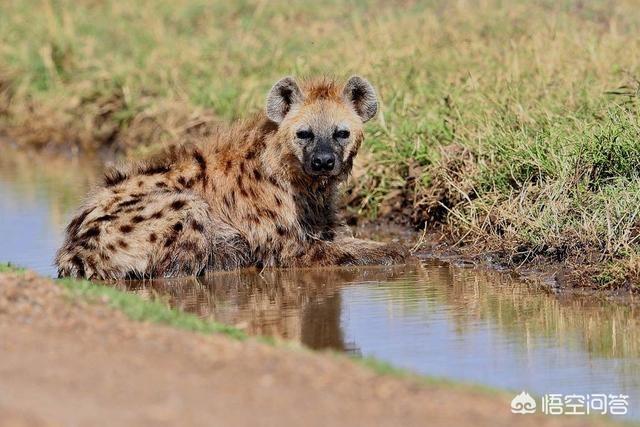 野狗vs鬣狗:比特犬和平头哥相遇，谁更厉害、谁更执著？