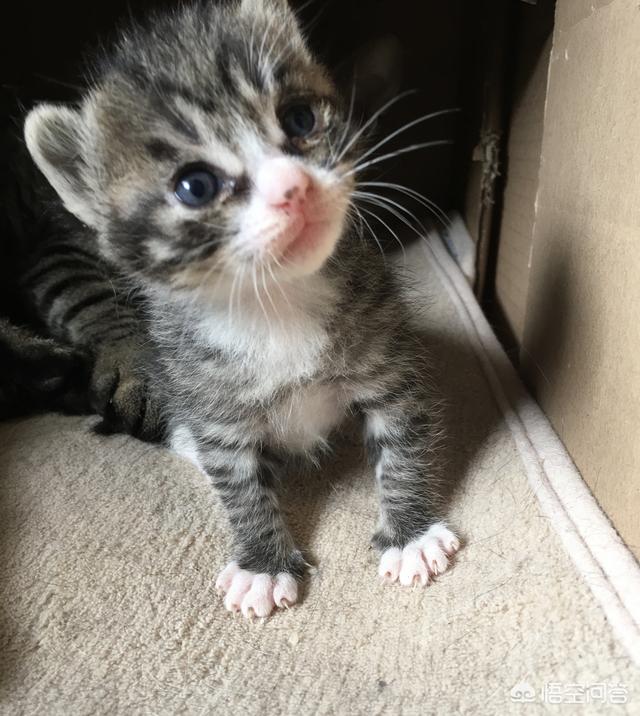 小猫吃了膨润土猫砂:留了5天的猫粮，2个猫沙盆，现在回不去了猫能撑多久？