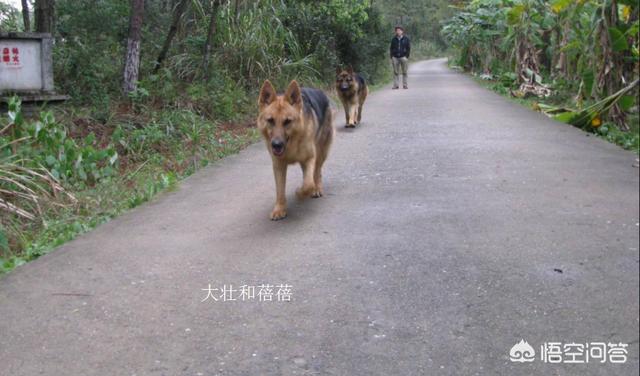 杜高打架:杜高和杜宾应该选择哪一个？