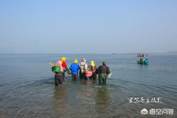 海葵图片:海蛏子图片 第3号台风森拉克会登陆海南吗？