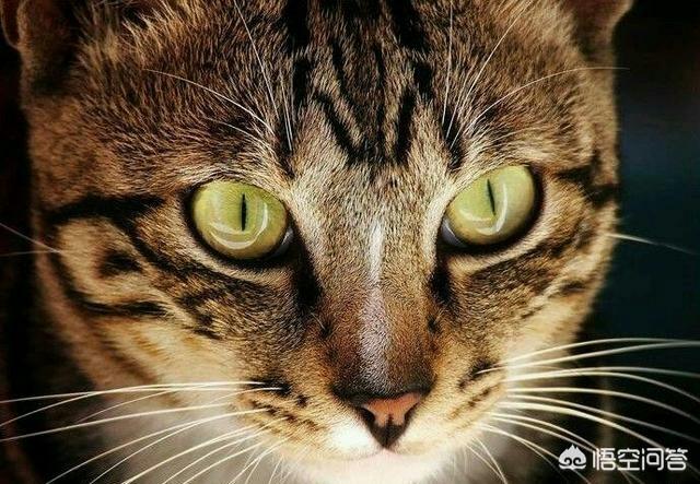 狸花猫打得过国外猫吗？你怎么看？