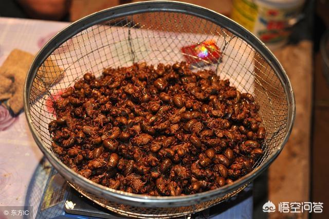 跗猴有毒吗:世界上最奇怪的动物长什么样？