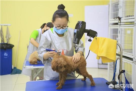 武汉宠物美容:武汉宠物美容师好学不好学哪里可以学？