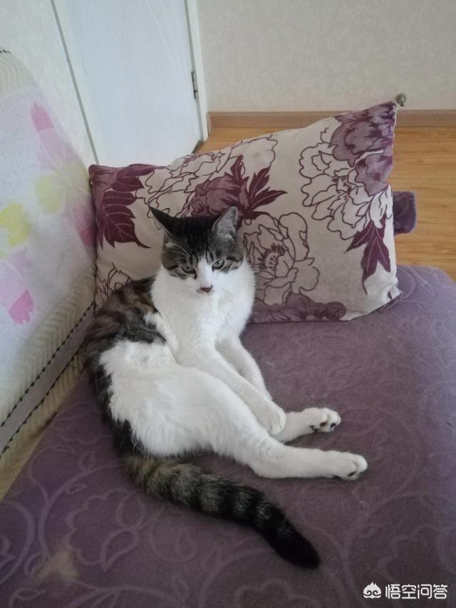 流浪猫和家猫的寿命差:是家养的猫幸福，还是流浪的猫幸福？为什么？