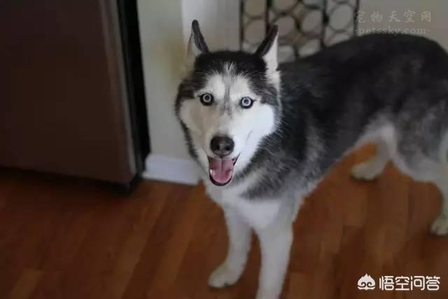哈士奇 狼:哈士奇为什么不适合做警犬？