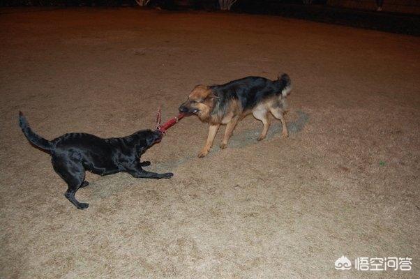 拉布拉多猎犬打猎:假设一个人养了五只猎犬，如果一只攻击主人，其他四只会如何？