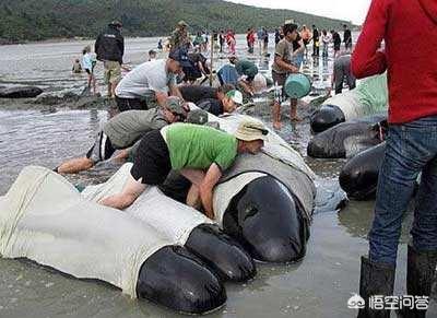 大嘴鲸不吃东西的原因:为什么巨鲸搁浅了，没办法救它？
