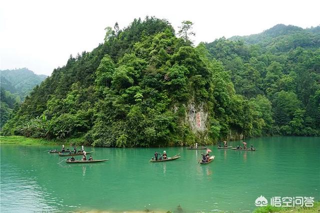 余庆发酵小叶苦丁茶,种什么茶叶经济价值最高？